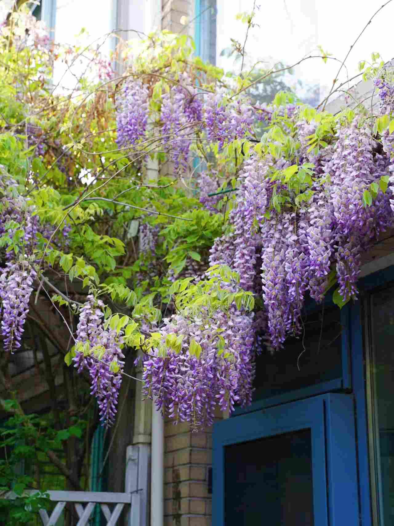 The Ultimate Wisteria Care Guide: Grow a Purple Paradise