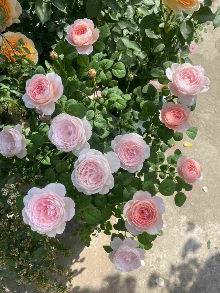 Comprehensive Rose Care Guide for Beautiful Blooms